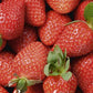 Strawberry Raosta 5-pack - Svedberga Plantskola AB - Köp växter Online med hemleverans.