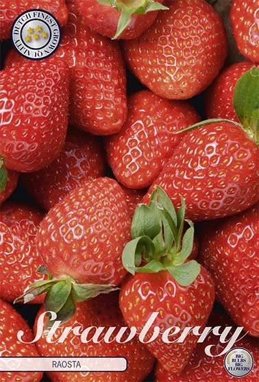 Strawberry Raosta 5-pack - Svedberga Plantskola AB - Köp växter Online med hemleverans.