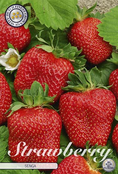 Strawberry Senga 3-pack - Svedberga Plantskola AB - Köp växter Online med hemleverans.