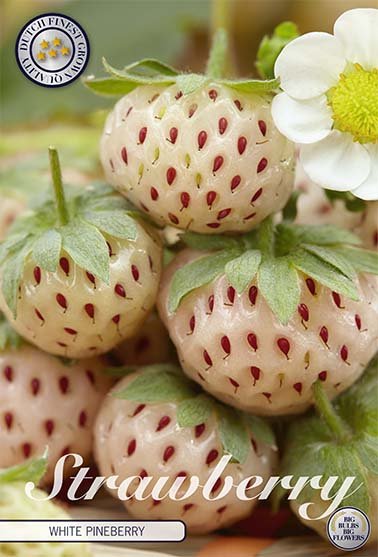 Strawberry White Pineberry 2-pack - Svedberga Plantskola AB - Köp växter Online med hemleverans.