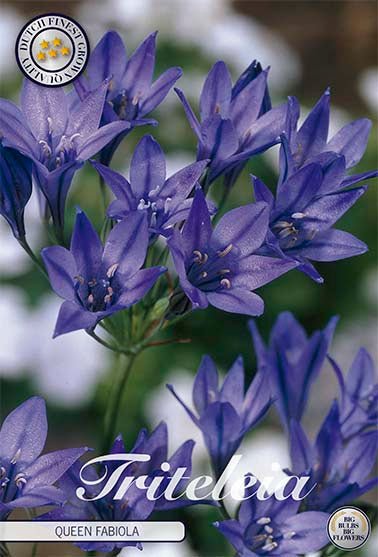 Tritelia Queen Fabiola 15 -pack - Svedberga Plantskola AB - Köp växter Online med hemleverans.