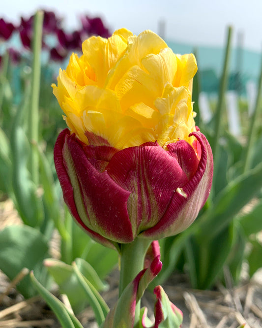 Tulipa Ice Cream Banana (premium) 3-pack